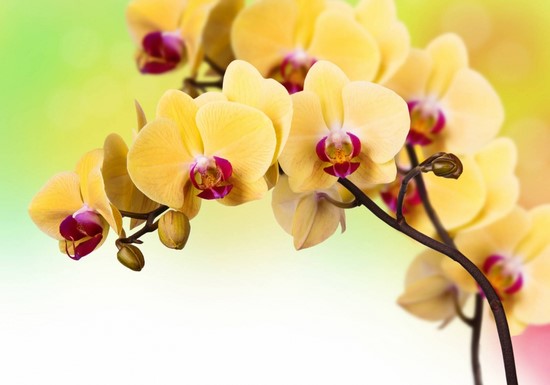Желторозовая орхидея