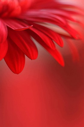 Красный цветок на красном фоне