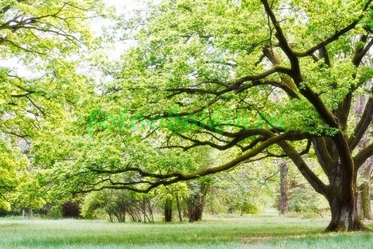 Фотоштора Раскидистое дерево