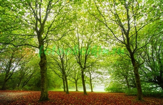 Фотоштора Зелёные деревья