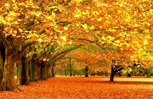 Фотоштора Осенние деревья