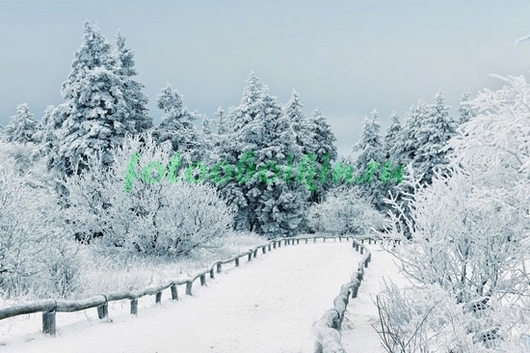 Фотообои Дорога в зимнем лесу