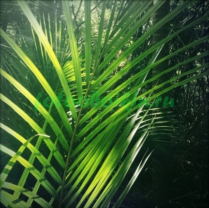 Фотоштора Ветка пальмы