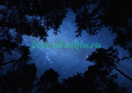 Фотообои Звездное небо и макушки деревьев