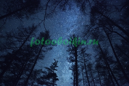 Фотоштора Звездное небо на фоне крон сосен