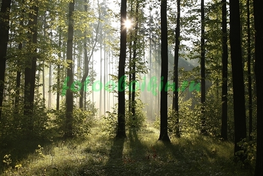 Фотоштора Солнце за лесом