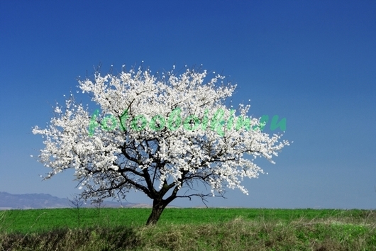 Фотоштора Цветущее дерево