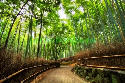 Фотоштора Тропинка в бамбуковом лесу