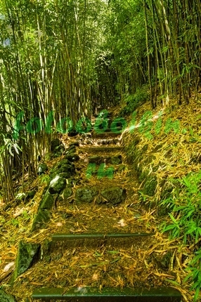 Фотоштора Ступеньки в бамбуковом лесу