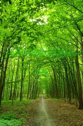 Фотоштора Зелёный лес