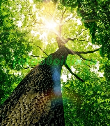 Фотоштора Могучее дерево