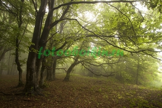 Фотообои Сумерки в лесу