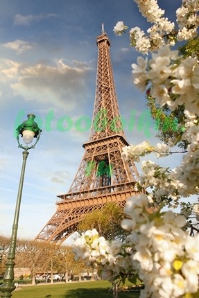 Фотообои Цветущая яблоня на фоне Эйфелевой башни