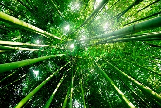 Фотообои Бамбуковая роща