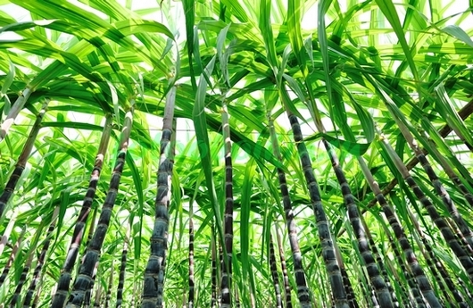 Фотообои Пальмовые заросли