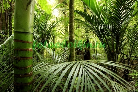 Фотоштора Тропический лес