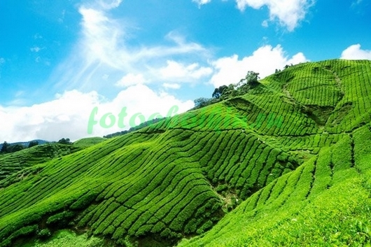 Фотоштора Чайные плантации
