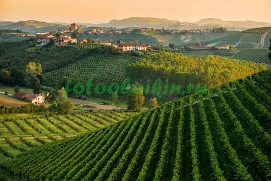 Фотообои Виноградники в горах