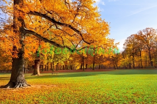 Фотоштора Осень в парке