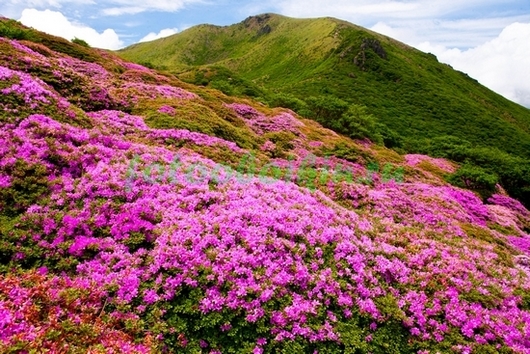 Фотообои Альпийские луга в цвету