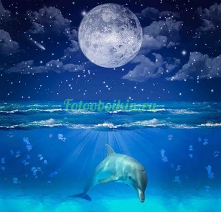 Фотообои Дельфин под водой