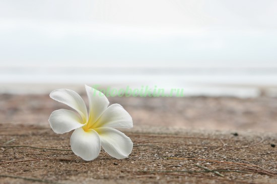 Фотообои Белый цветочек на песке