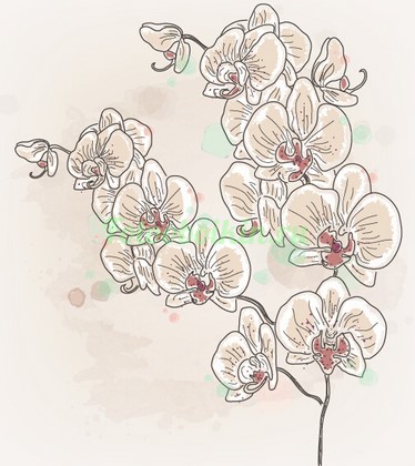 Фотоштора Орхидея