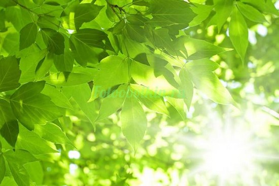 Фотоштора Яркие листья