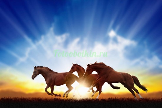 Фотообои Три лошади на фоне солнца