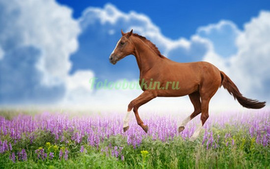 Лошадка в поле