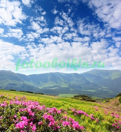 Фотообои Цветущий луг в горах