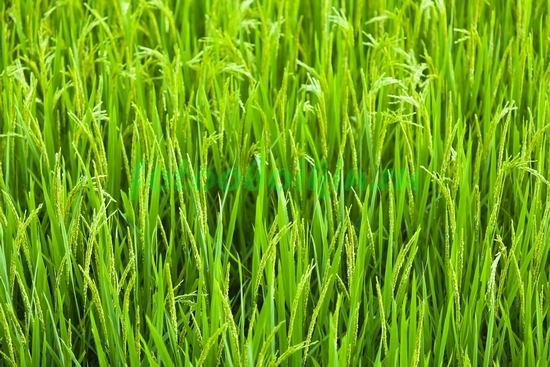 Модульная картина Яркая трава