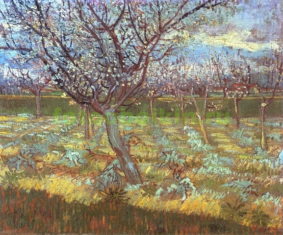 Модульная картина rep12326 Цветущие абрикосовые деревья