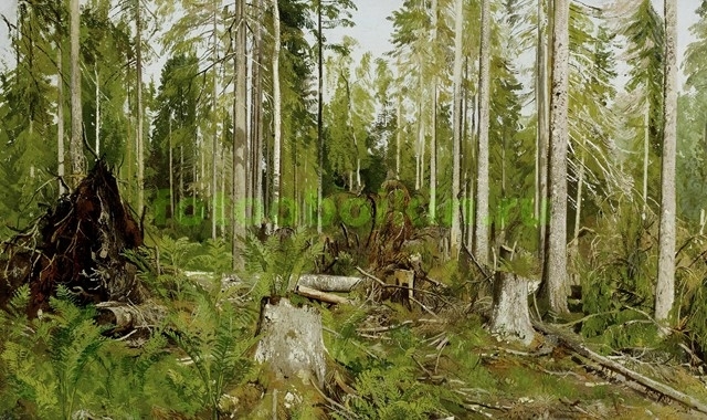 rep13741 Сосновый лес