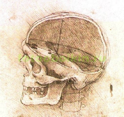 Модульная картина rep15083 Строение человеческого черепа