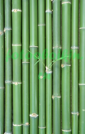 Модульная картина Зеленый бамбук
