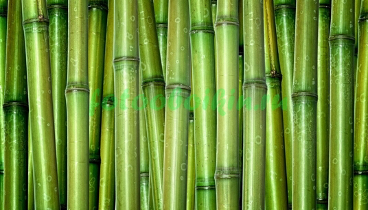 Модульная картина Стволы бамбука