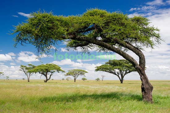 Модульная картина Деревья в Африке