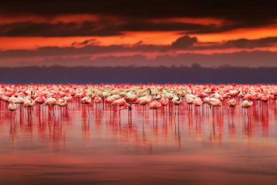 Модульная картина Фламинго в Африке