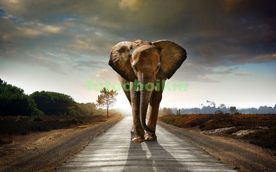Модульная картина Слон на дороге