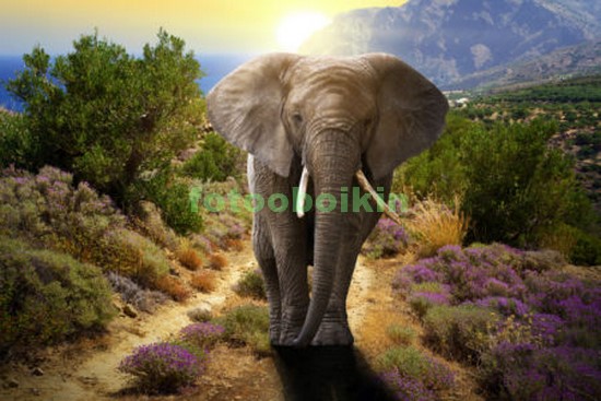 Модульная картина Слон на тропинке