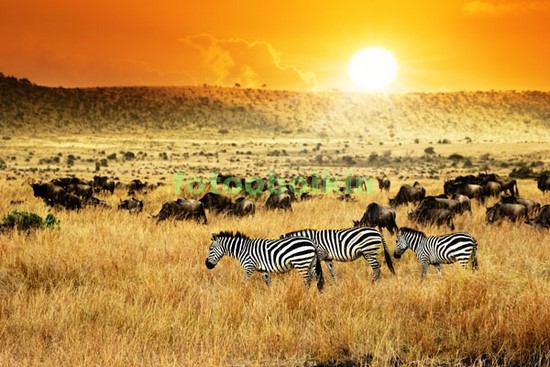 Модульная картина Прогулка зебр