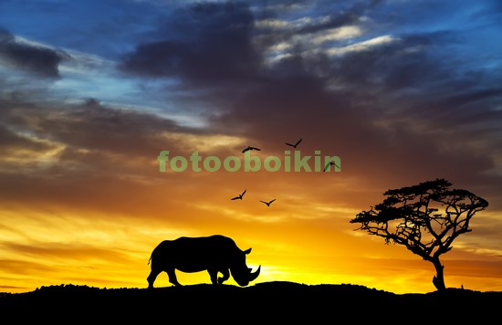 Модульная картина Носорог на закате
