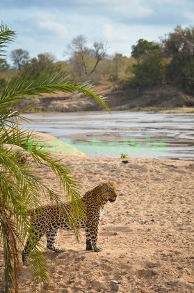 Модульная картина Леопард на берегу