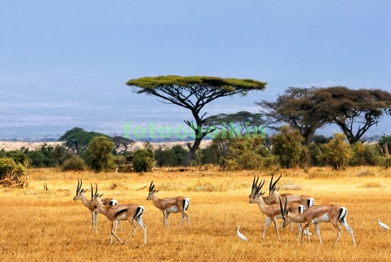 Модульная картина Животные Африки