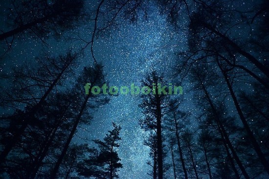 Модульная картина Звезды в лесу
