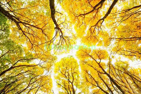 Модульная картина Осенние деревья