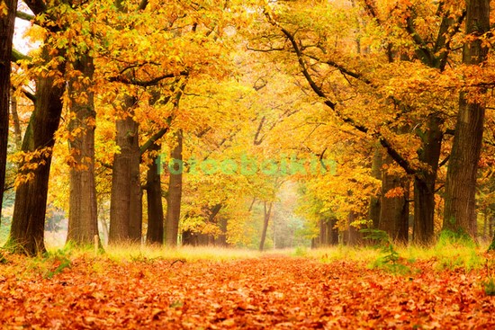 Модульная картина Осенний листопад