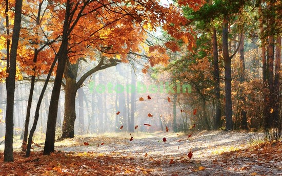 Осень в лесу