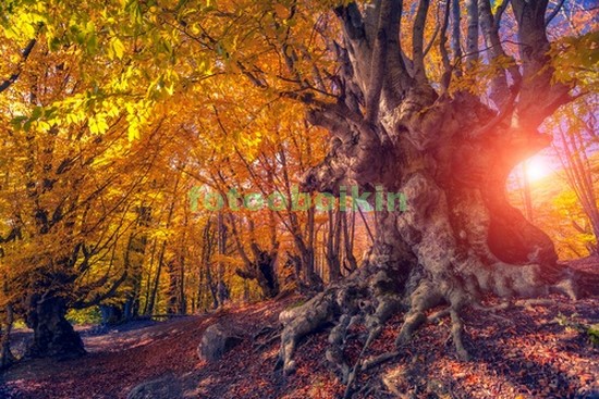 Модульная картина Старое дерево в осенних листьях